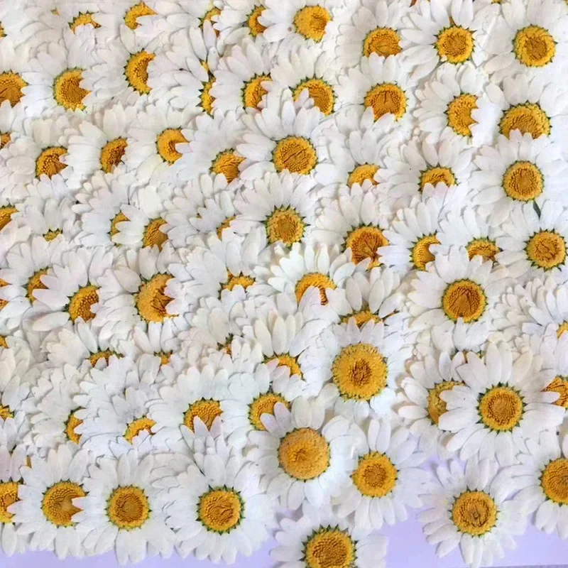 60X Pressed Dried Natural Whit - Dried Flower Bookmark recensione e prezzo
