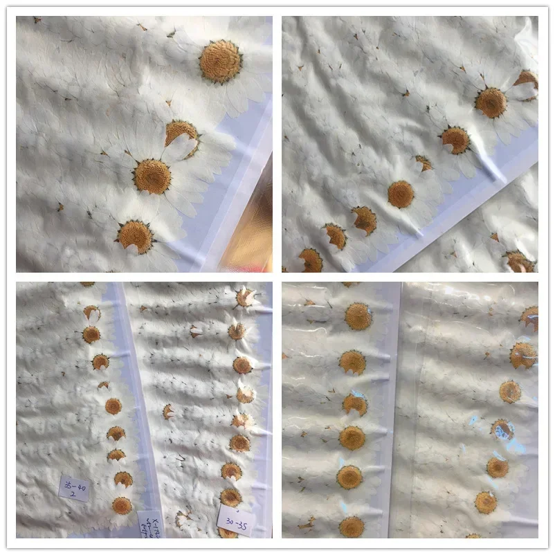 60X Pressed Dried Natural Whit - Dried Flower Bookmark recensione e prezzo