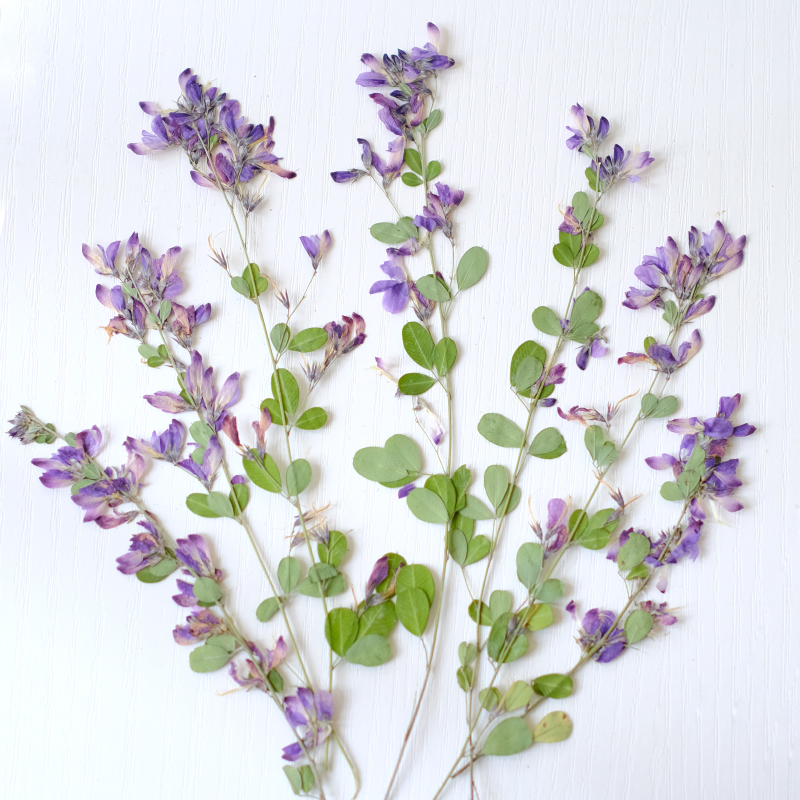 6pcs,nature Lespedeza Formosa  - Dried Flower Bookmark recensione e prezzo