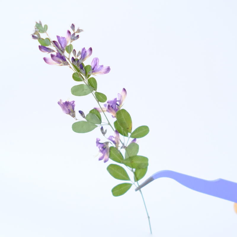6pcs,nature Lespedeza Formosa  - Dried Flower Bookmark recensione e prezzo