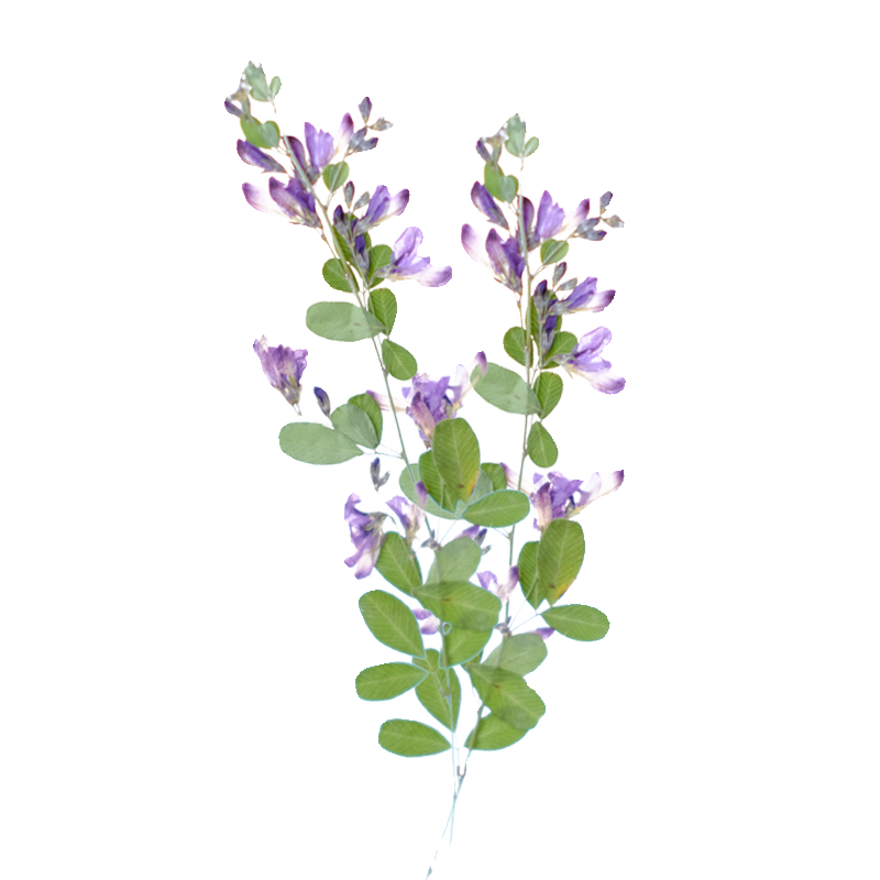 6pcs,nature Lespedeza Formosa  - Dried Flower Bookmark recensione e prezzo