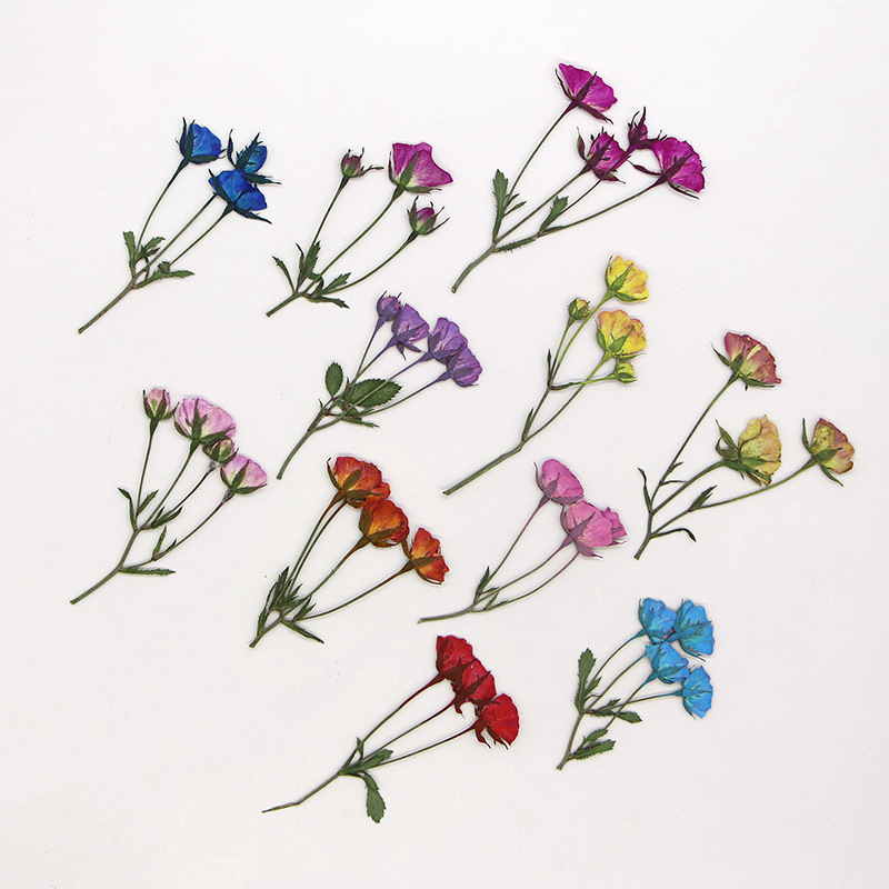 36X Pressed Dried Multi-heads  - Dried Flower Bookmark recensione e prezzo