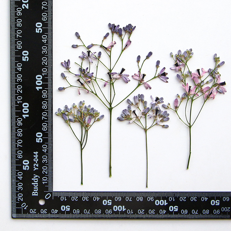 120pcs Pressed Dried Melia Aze - Dried Flower Bookmark recensione e prezzo