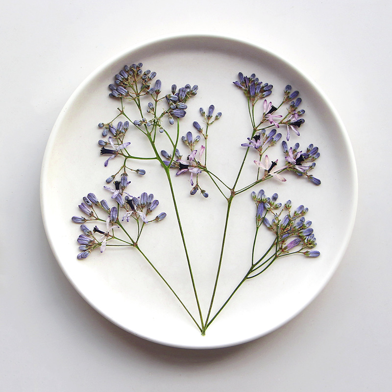 120pcs Pressed Dried Melia Aze - Dried Flower Bookmark recensione e prezzo
