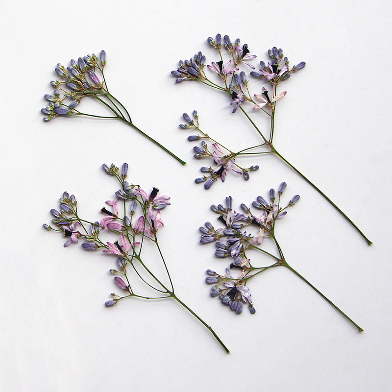 120pcs Pressed Dried Melia Aze - Dried Flower Bookmark recensione e prezzo