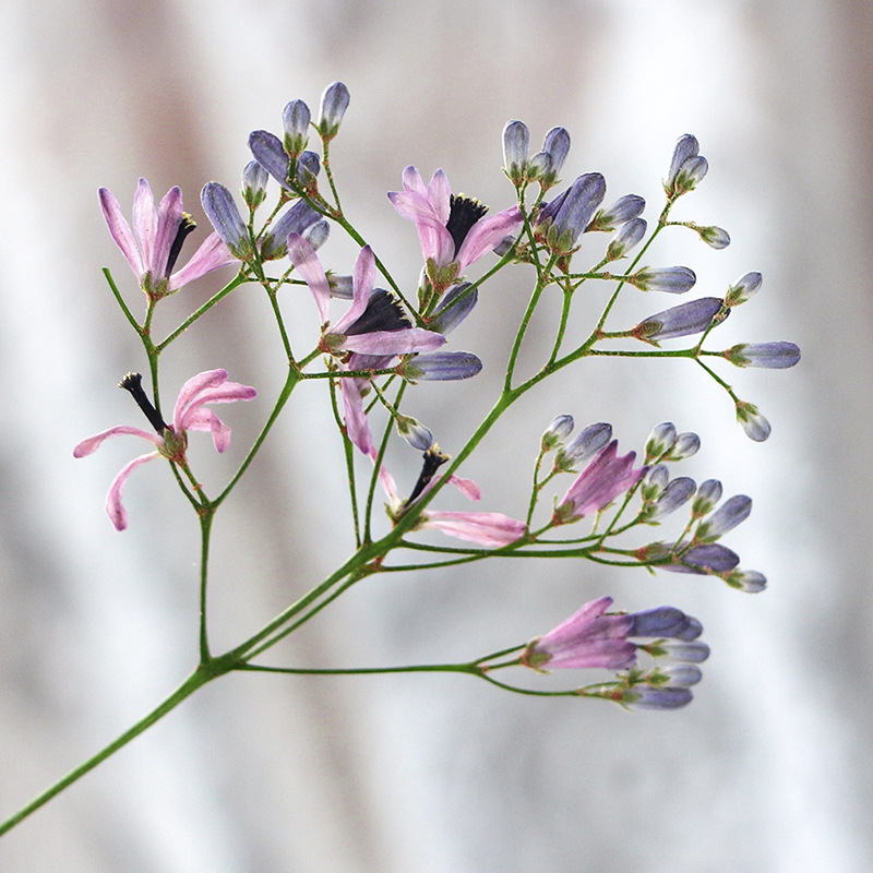 120pcs Pressed Dried Melia Aze - Dried Flower Bookmark recensione e prezzo