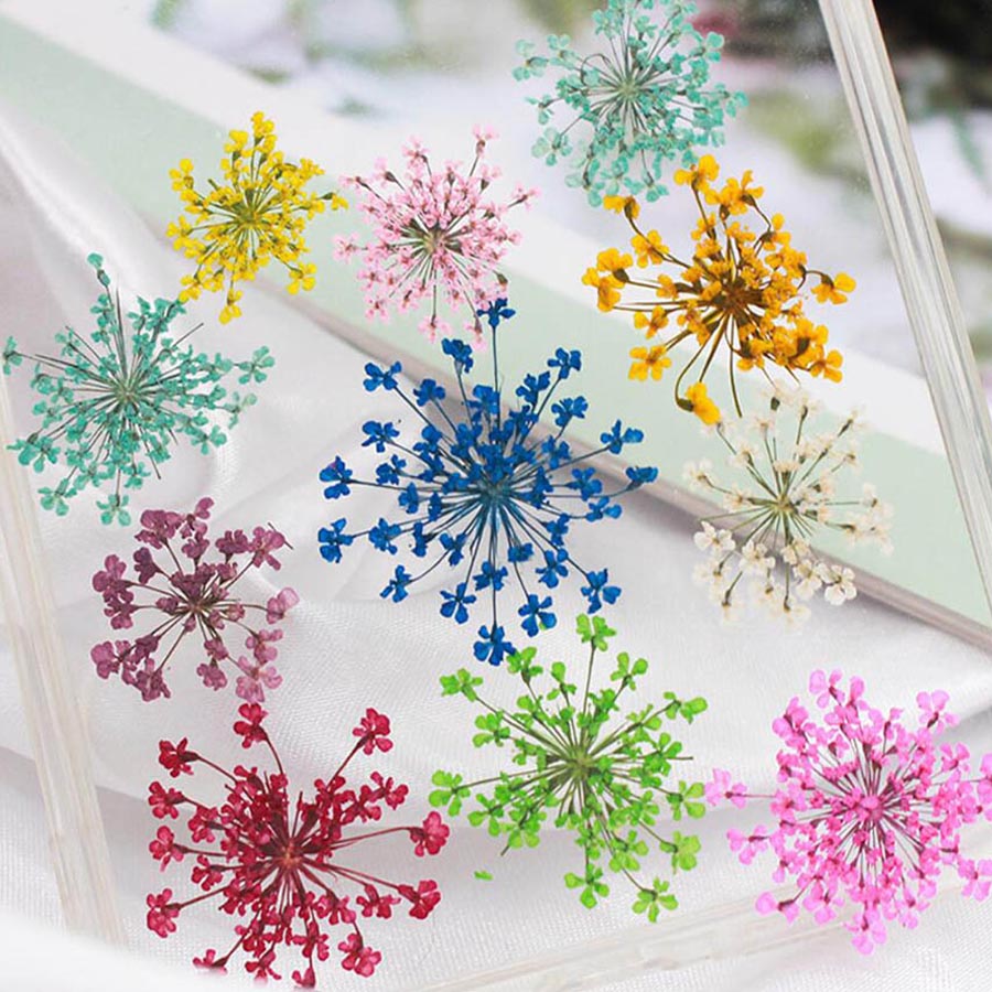 60pcs Pressed Dried 15-20mm Am - Dried Flower Bookmark recensione e prezzo