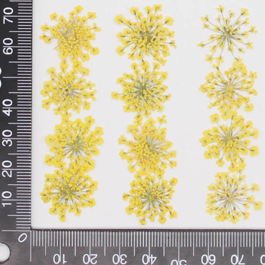 60pcs Pressed Dried 15-20mm Am - Dried Flower Bookmark recensione e prezzo