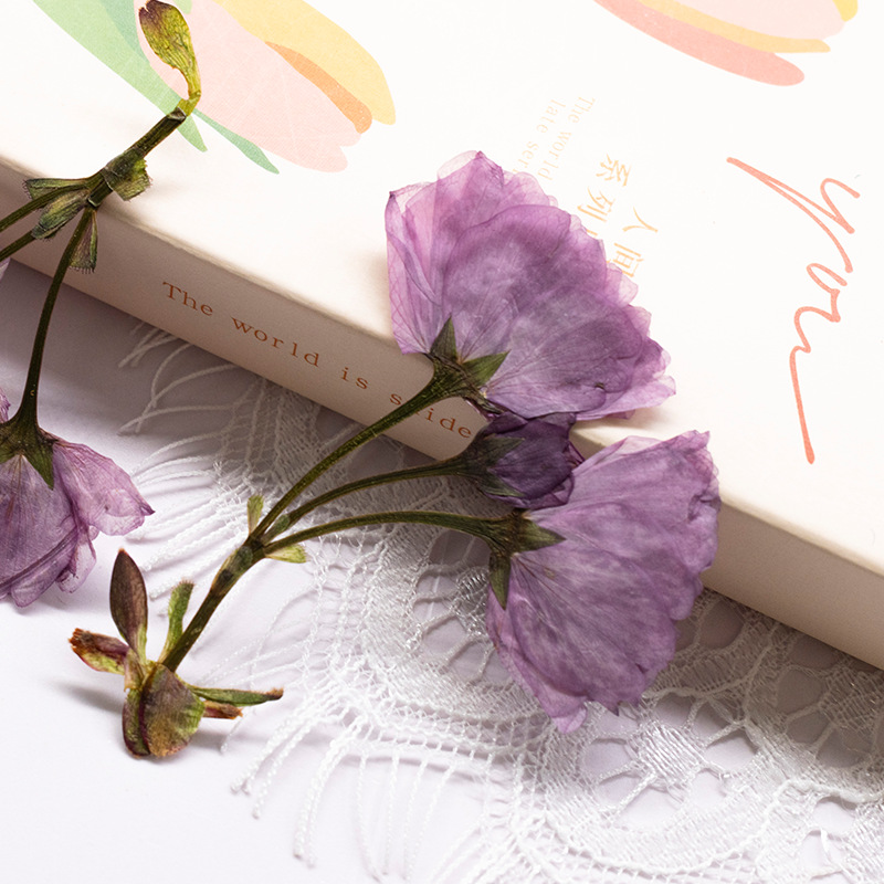 48Pcs New Product Guanshan Che - Dried Flower Bookmark recensione e prezzo