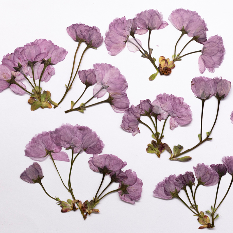 48Pcs New Product Guanshan Che - Dried Flower Bookmark recensione e prezzo
