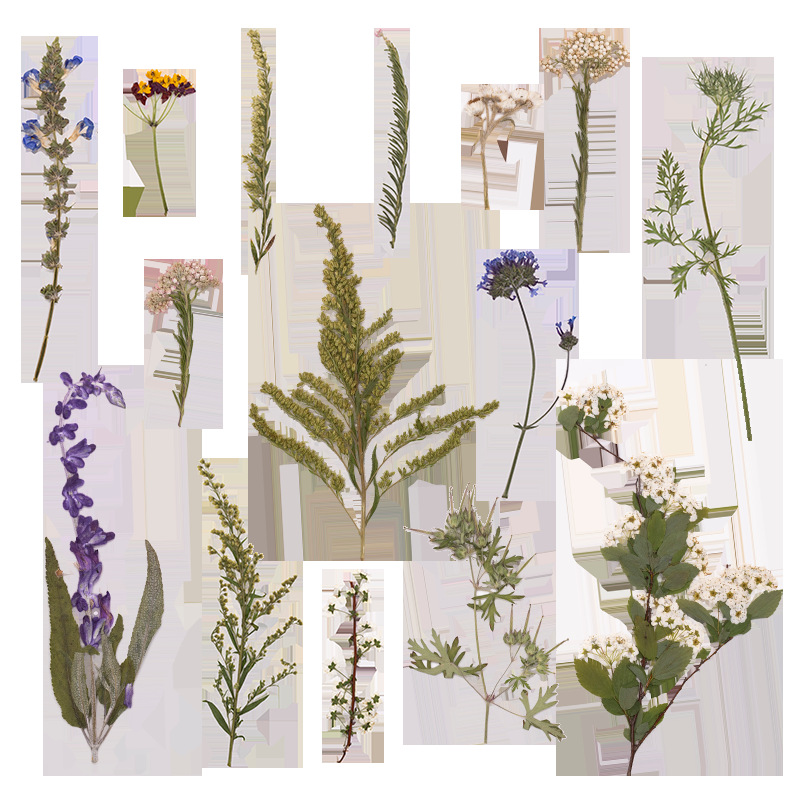 500Pcs Large Package of Fern P - Dried Flower Bookmark recensione e prezzo