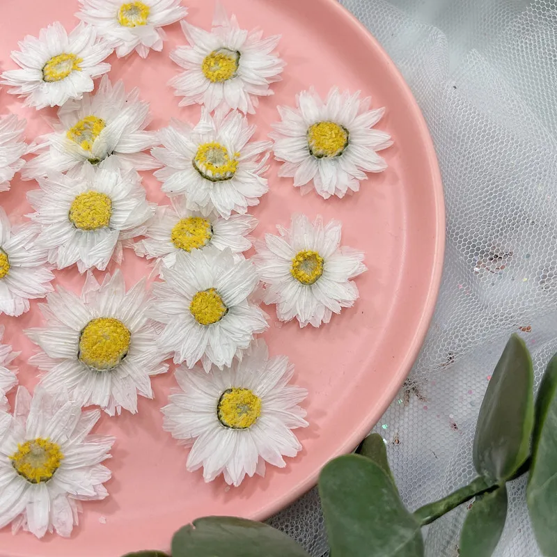 24pcs/2-4CM,Natural Pressed Fl - Dried Flower Bookmark recensione e prezzo