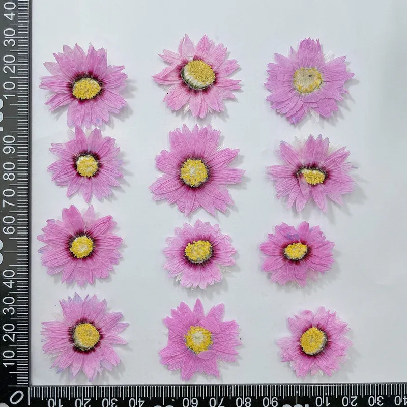 24pcs/2-4CM,Natural Pressed Fl - Dried Flower Bookmark recensione e prezzo