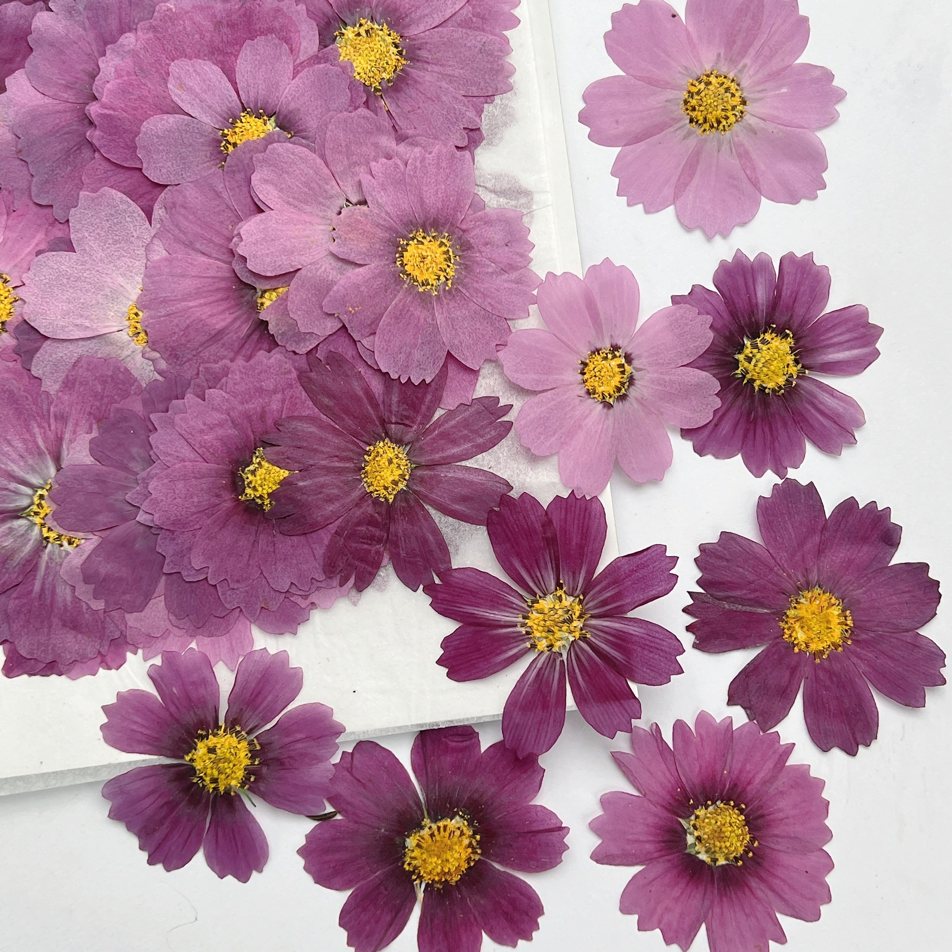 100Pcs Cosmos Dried Flower Pre - Dried Flower Bookmark recensione e prezzo