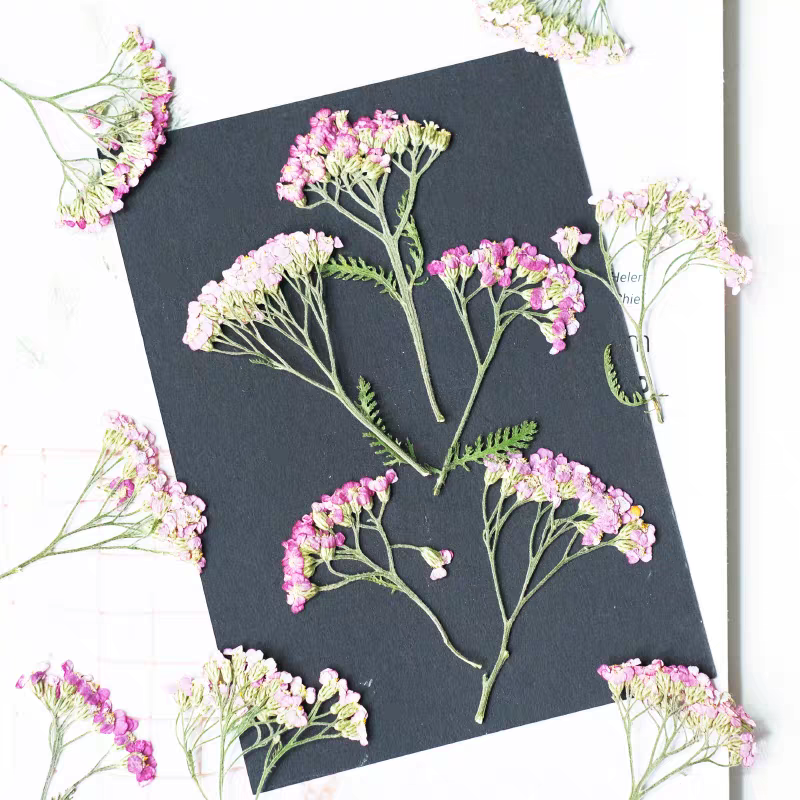 60pcs Pressed Dried Yarrow Ach - Dried Flower Bookmark recensione e prezzo