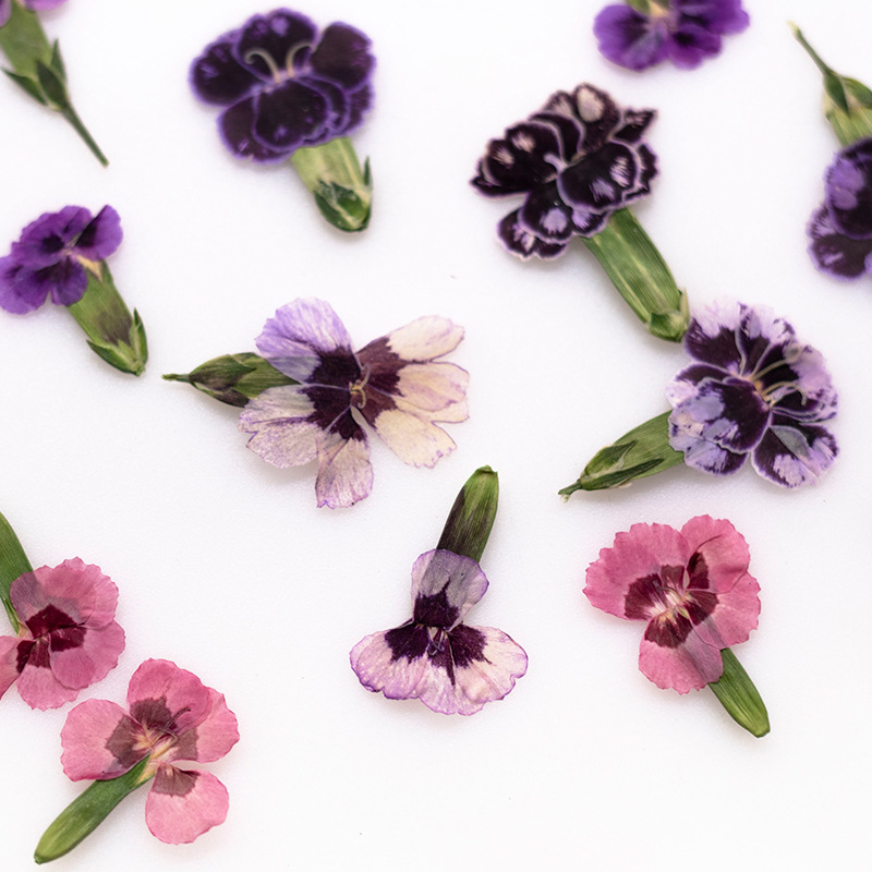 24pcs,Pressed Dried Dianthus F - Dried Flower Bookmark recensione e prezzo