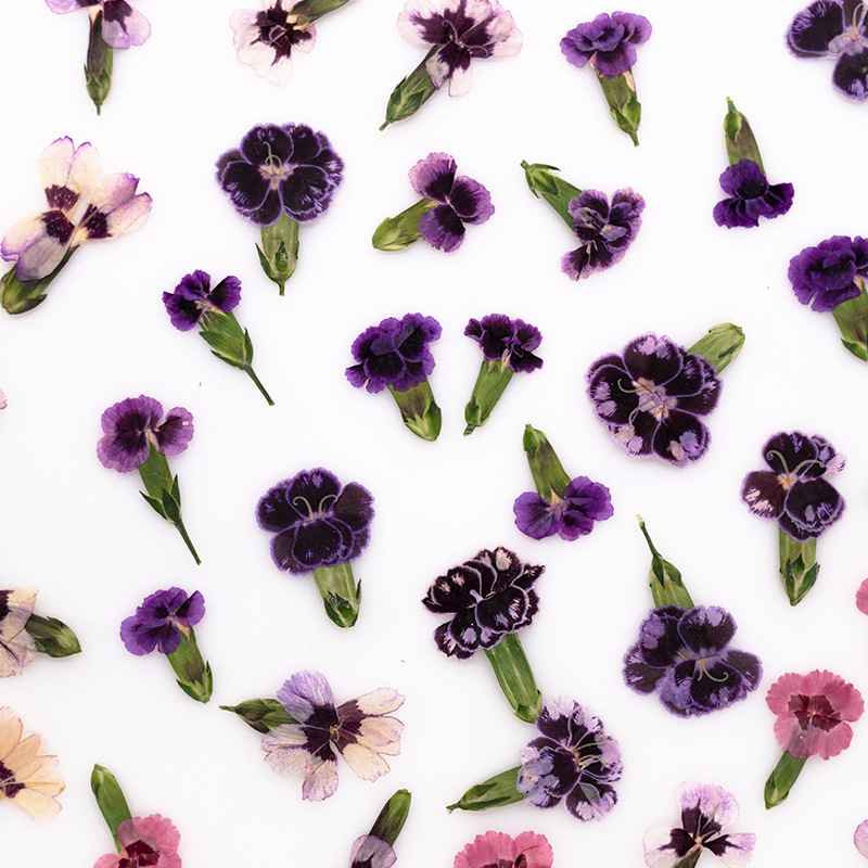 24pcs,Pressed Dried Dianthus F - Dried Flower Bookmark recensione e prezzo