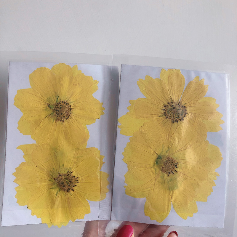 36Pcs Large Cosmos Flower Drie - Dried Flower Bookmark recensione e prezzo