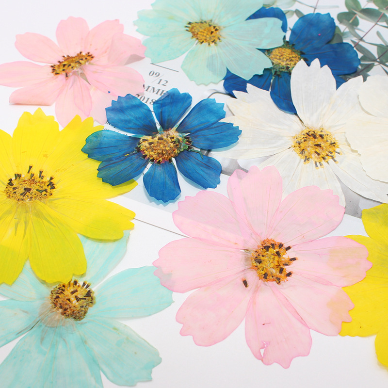 36Pcs Large Cosmos Flower Drie - Dried Flower Bookmark recensione e prezzo