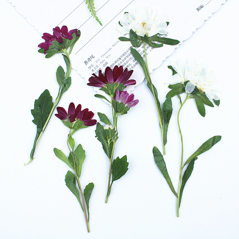 24pcs,Mini Chrysanthemum Press - Dried Flower Bookmark recensione e prezzo