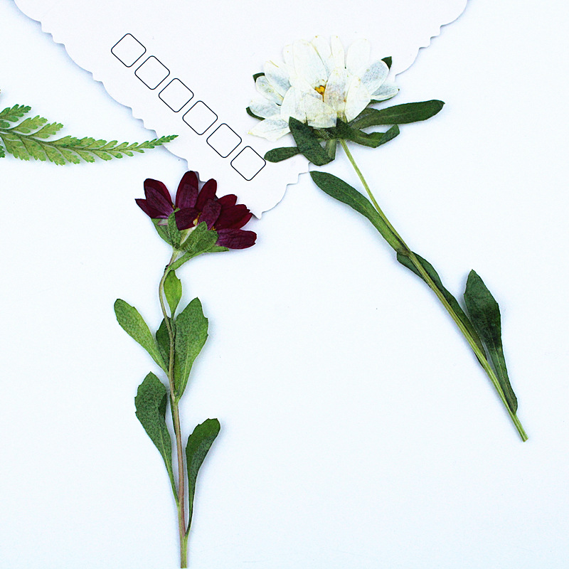 24pcs,Mini Chrysanthemum Press - Dried Flower Bookmark recensione e prezzo