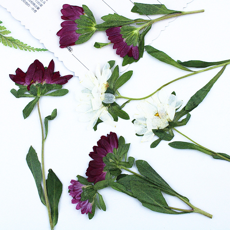 24pcs,Mini Chrysanthemum Press - Dried Flower Bookmark recensione e prezzo