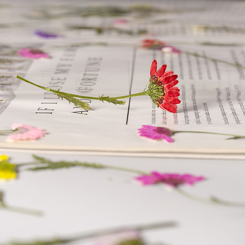 5-8cm/24pcs,Side Pressed Cryst - Dried Flower Bookmark recensione e prezzo